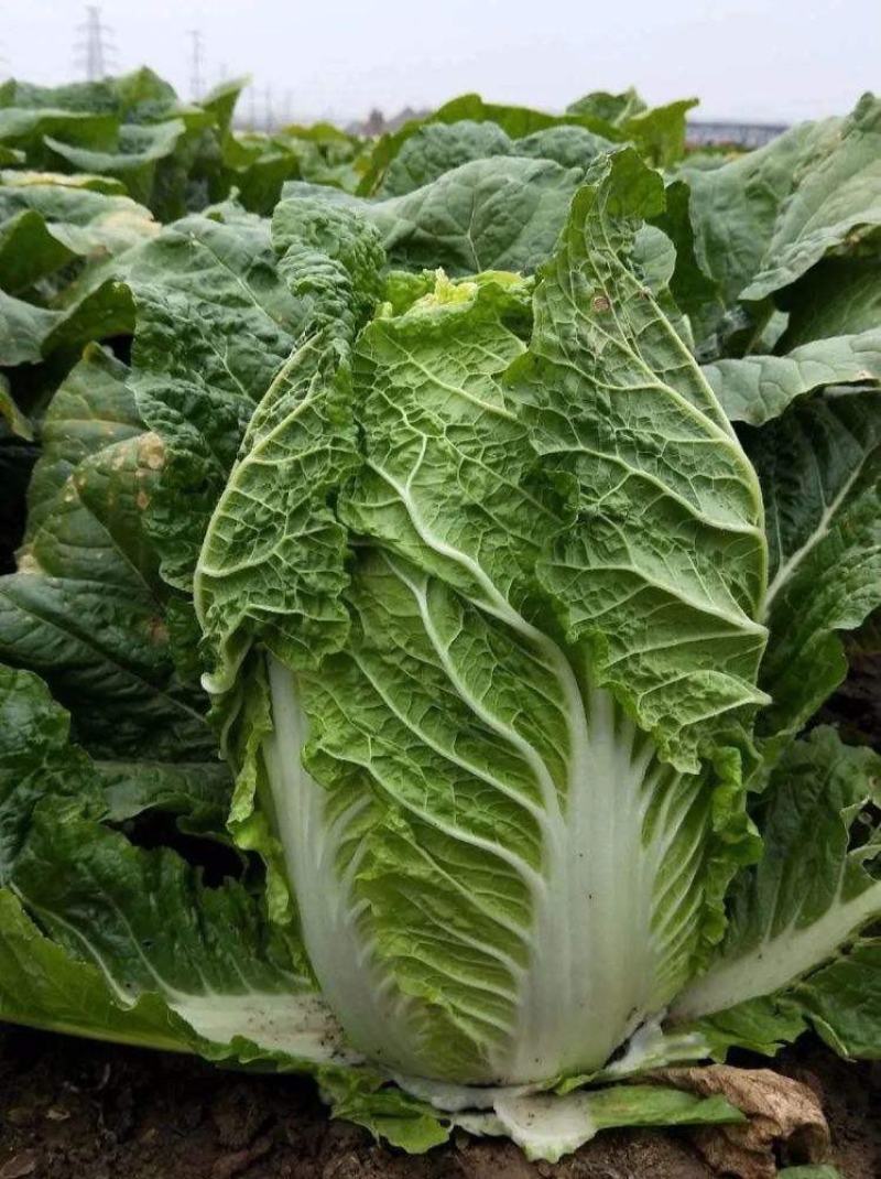 山东四号白菜种子农家易种植中晚熟外叶绿色净菜率高大白菜