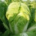 山东四号白菜种子农家易种植中晚熟外叶绿色净菜率高大白菜