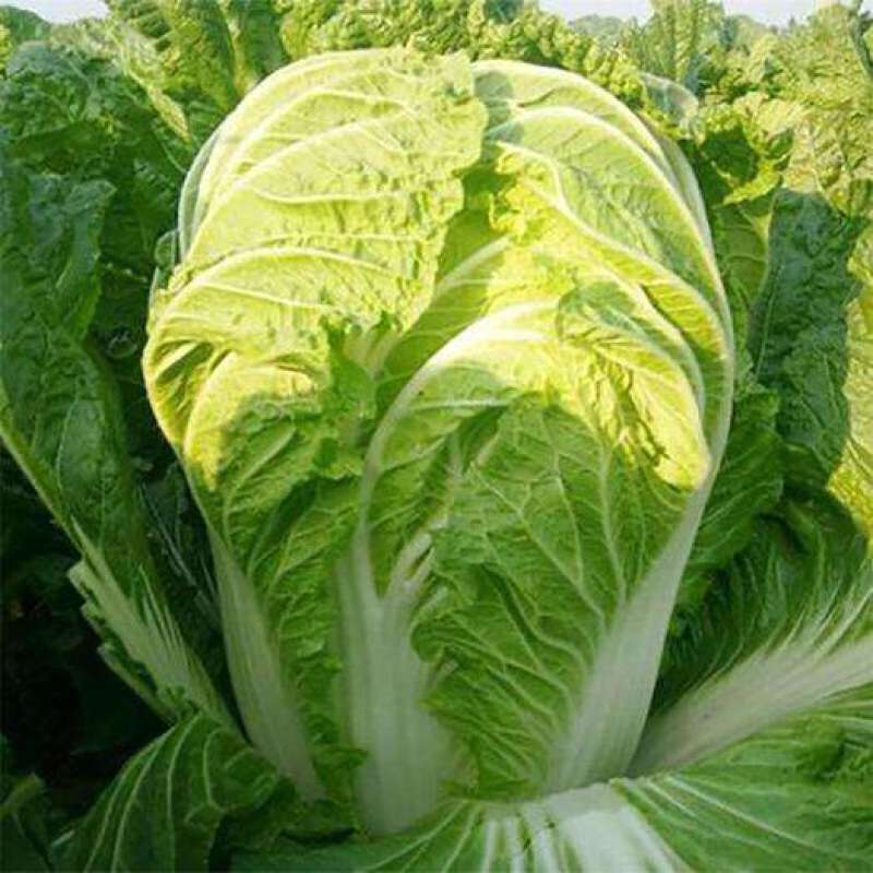山东四号白菜种子农家易种植中晚熟外叶绿色净菜率高大白菜