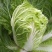 山东四号白菜种子农家易种植中晚熟外叶绿色净菜率高大白菜