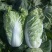 山东四号白菜种子农家易种植中晚熟外叶绿色净菜率高大白菜
