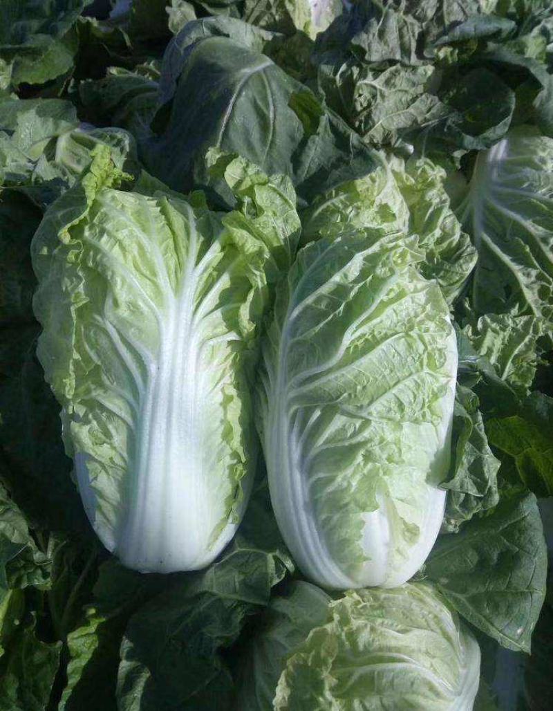 山东四号白菜种子农家易种植中晚熟外叶绿色净菜率高大白菜