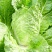山东四号白菜种子农家易种植中晚熟外叶绿色净菜率高大白菜