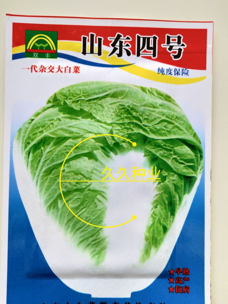 山东四号白菜种子农家易种植中晚熟外叶绿色净菜率高大白菜