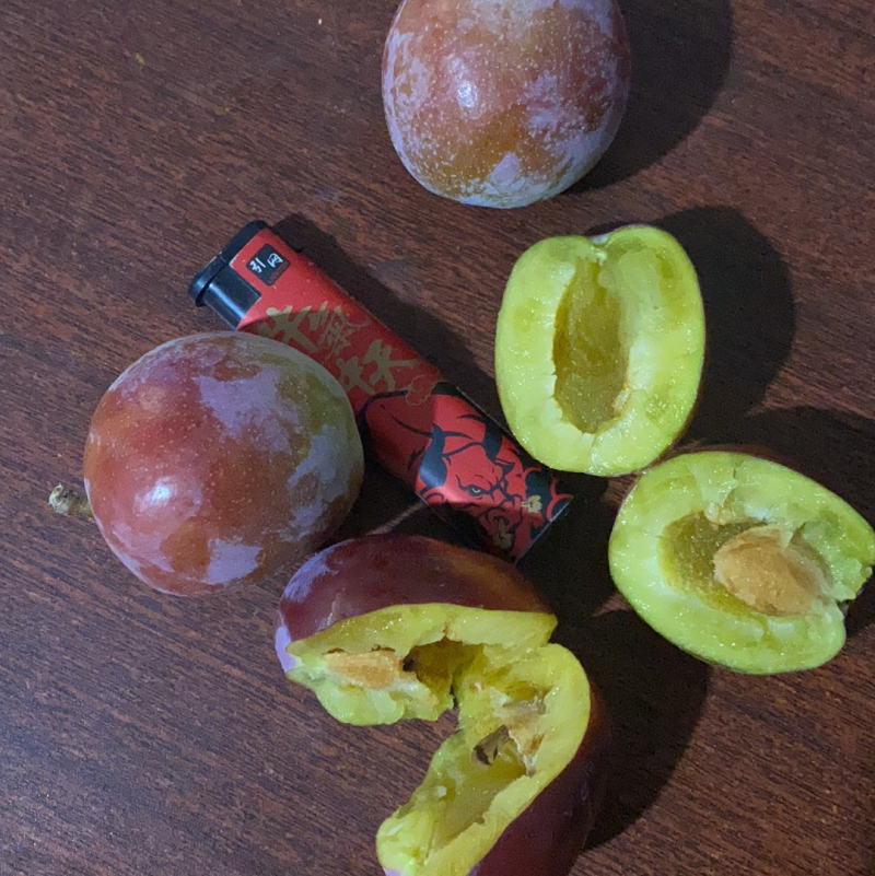 干盒李子