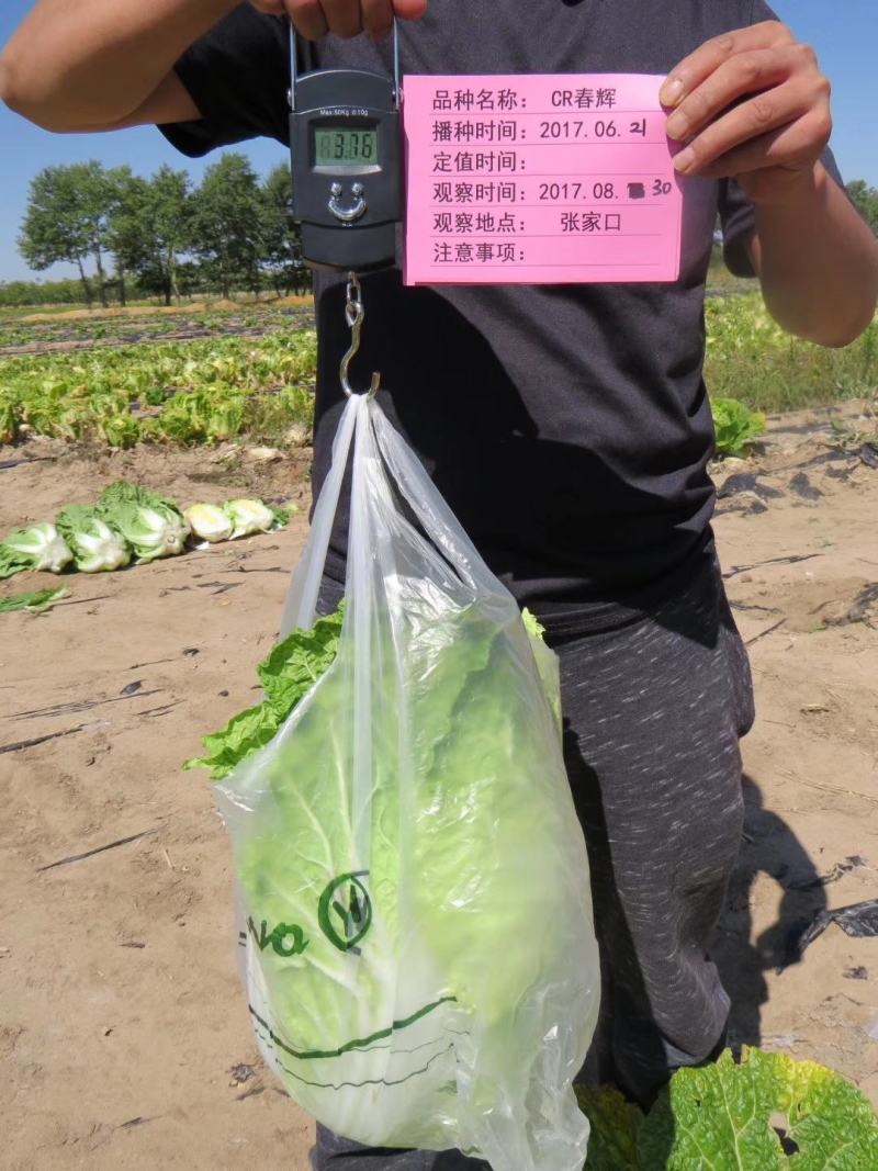 CR~春辉黄心大白菜种子耐寒抗病结球紧实囗感好商品性强
