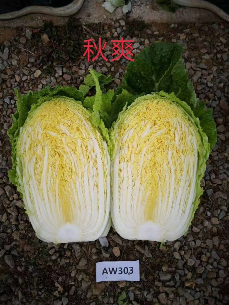CR~春辉黄心大白菜种子耐寒抗病结球紧实囗感好商品性强