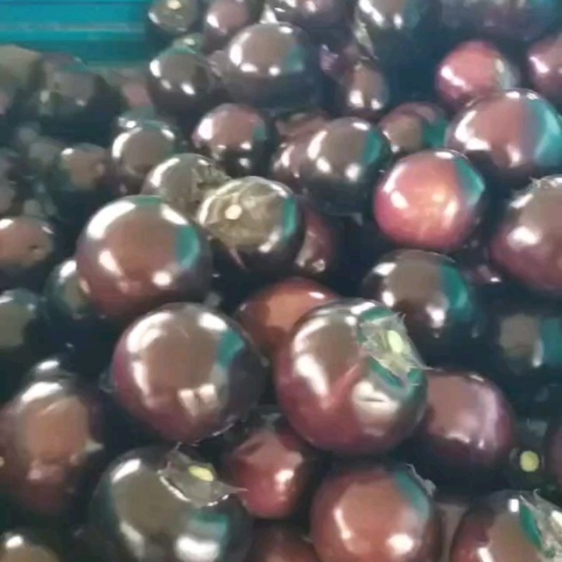 河南焦作精品黑圆茄、黑茄王、快圆茄大量上市供应中