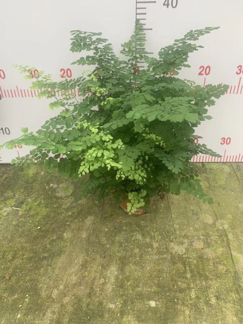 铁线蕨基地自产精品盆栽全国一件代发物美价廉产品好服务好。