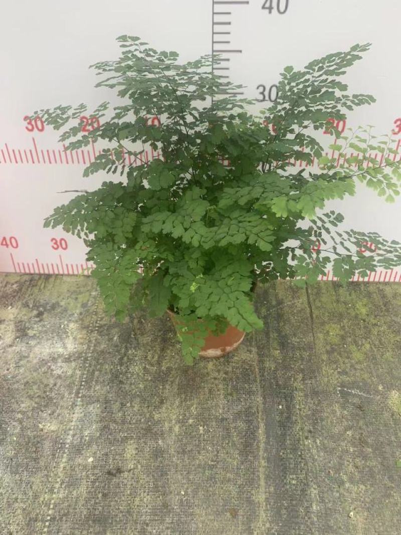 铁线蕨基地自产精品盆栽全国一件代发物美价廉产品好服务好。