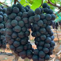 【夏黑葡萄】饶阳万亩葡萄园，产地直发品种不一样齐全