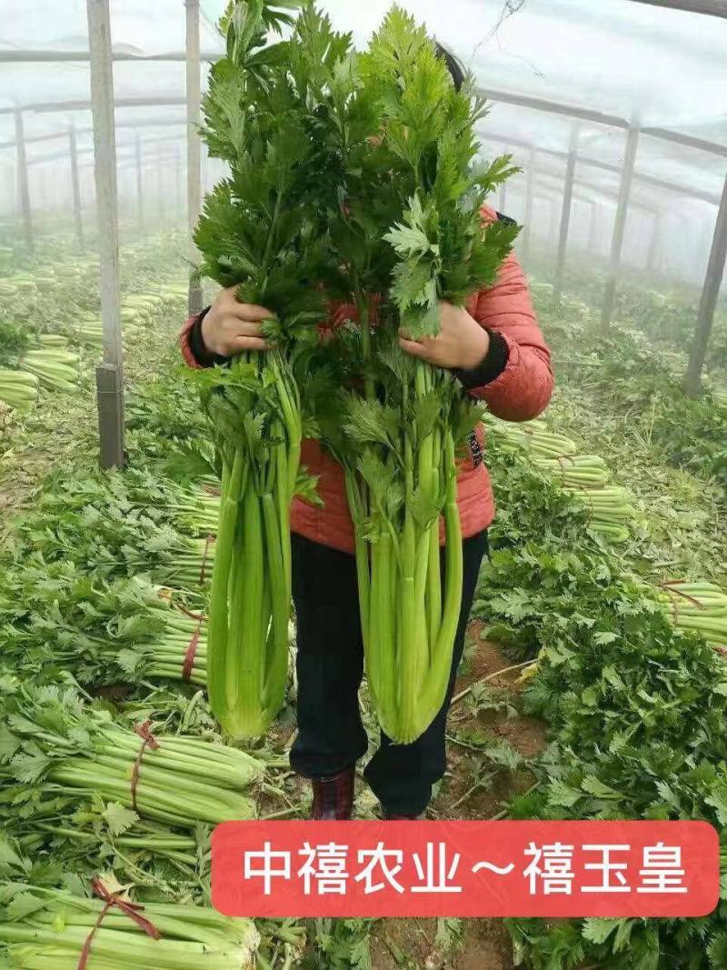 禧玉皇芹菜种子实心脆嫩抗病强生长速度快抗病高产