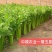 禧玉皇芹菜种子实心脆嫩抗病强生长速度快抗病高产