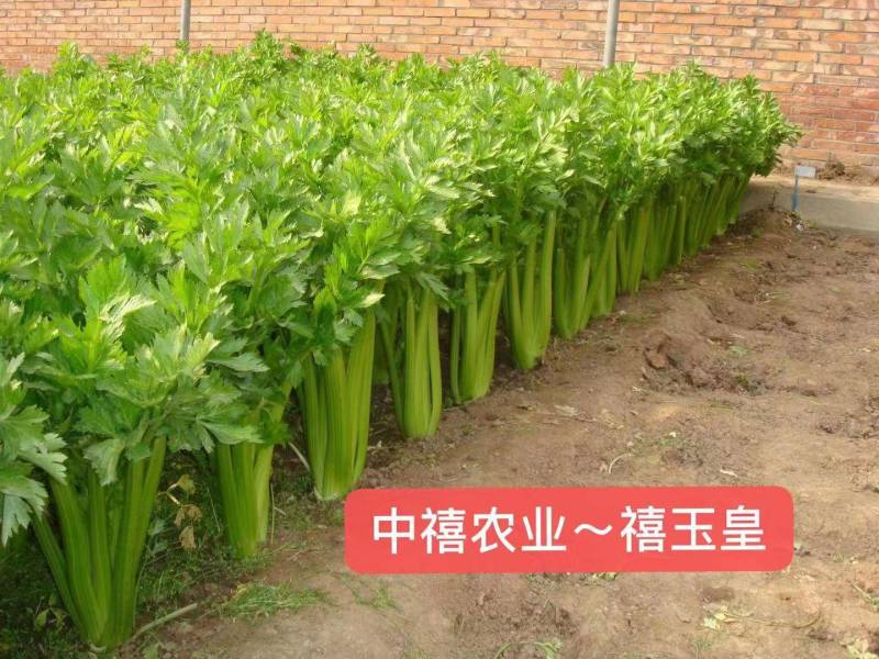 禧玉皇芹菜种子实心脆嫩抗病强生长速度快抗病高产
