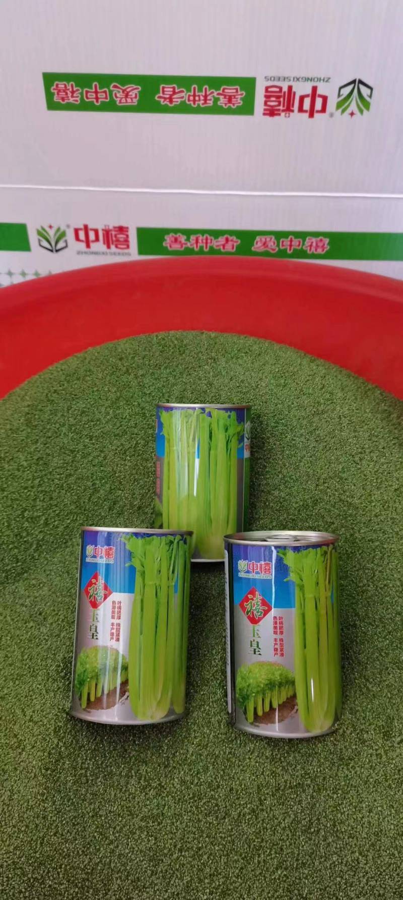 禧玉皇芹菜种子实心脆嫩抗病强生长速度快抗病高产