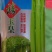 禧玉皇芹菜种子实心脆嫩抗病强生长速度快抗病高产