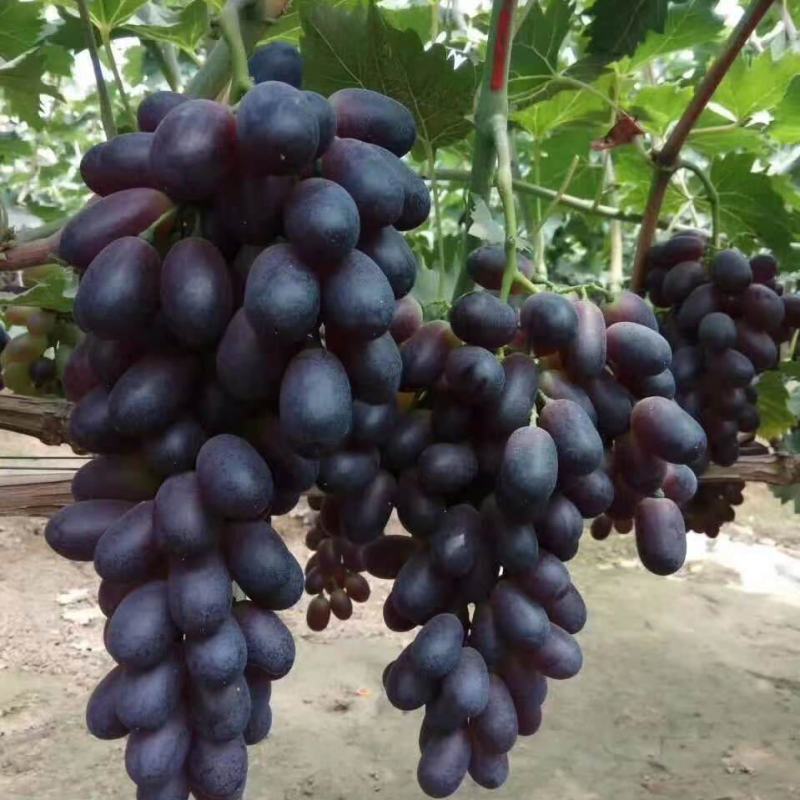 a17葡萄河北衡水饶阳县葡萄种植基地保质保量