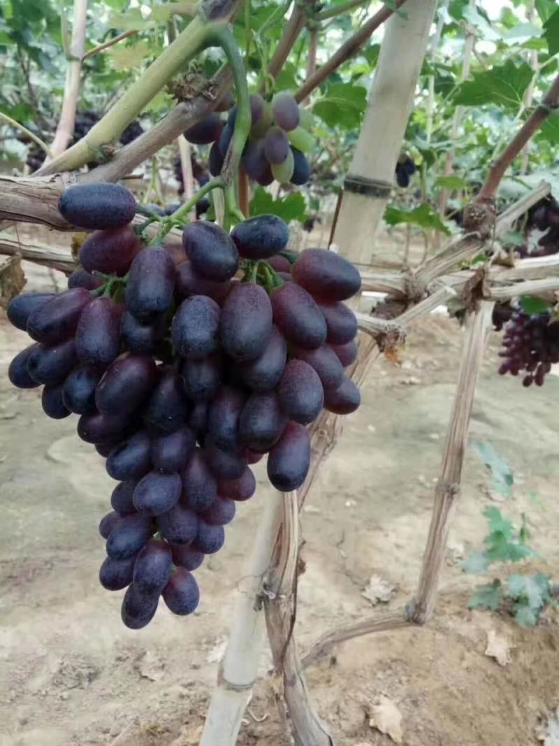 a17葡萄河北衡水饶阳县葡萄种植基地保质保量