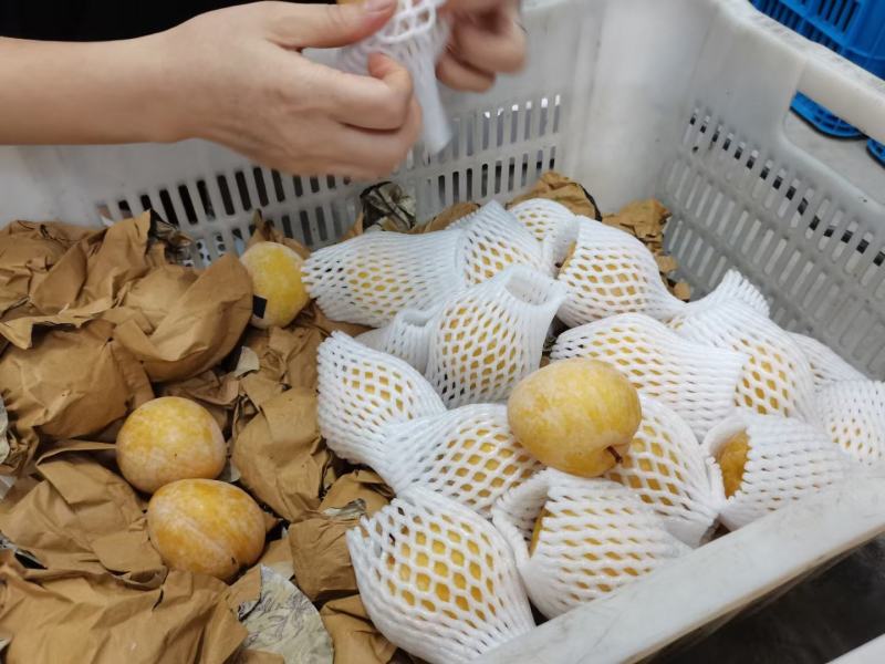 韶关粤北九峰山黄金奈李一手货源视频看货品质保证以质论价