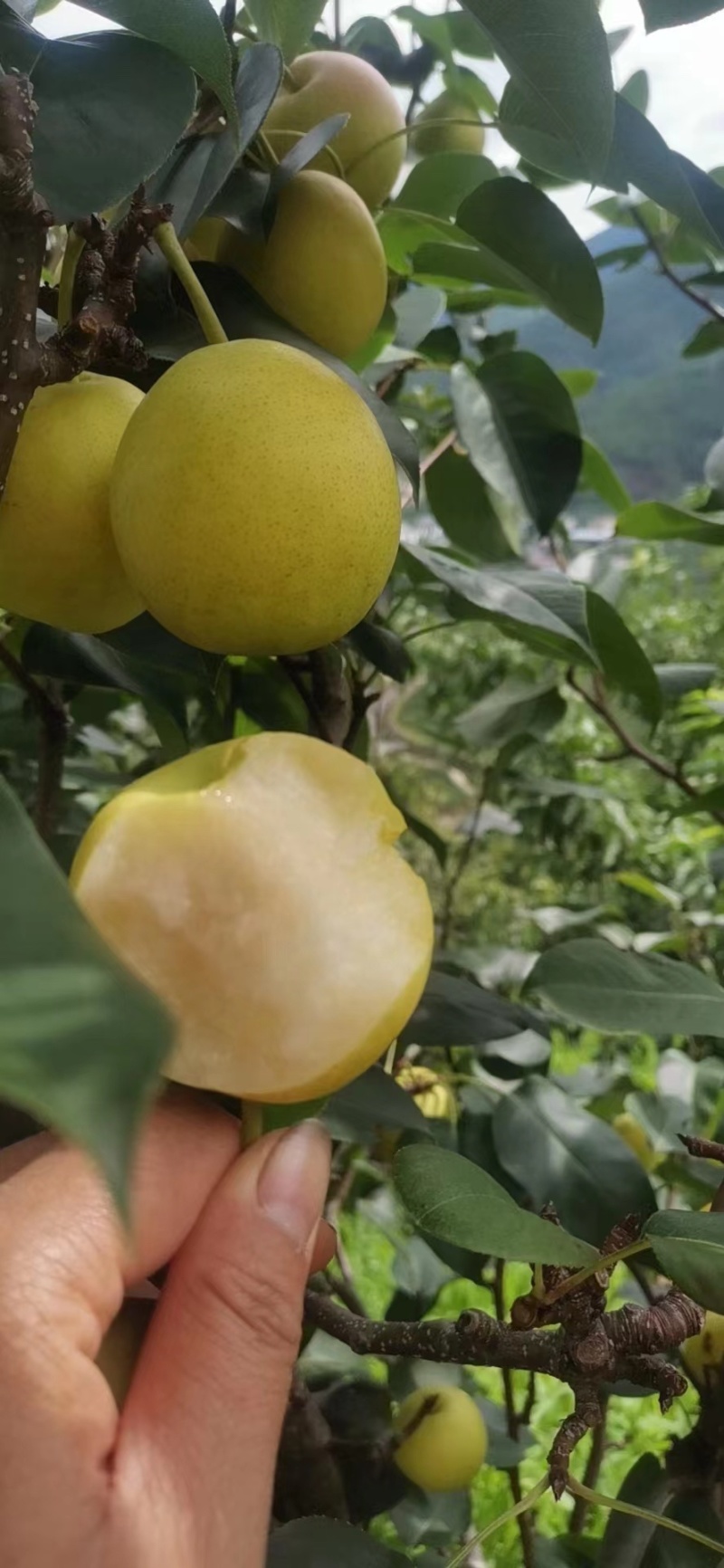 1259品种梨丁香梨