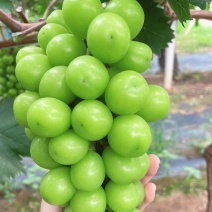 甜蜜阳光香脆甜果粒饱满，口感甘甜，量大从优，欢迎联系