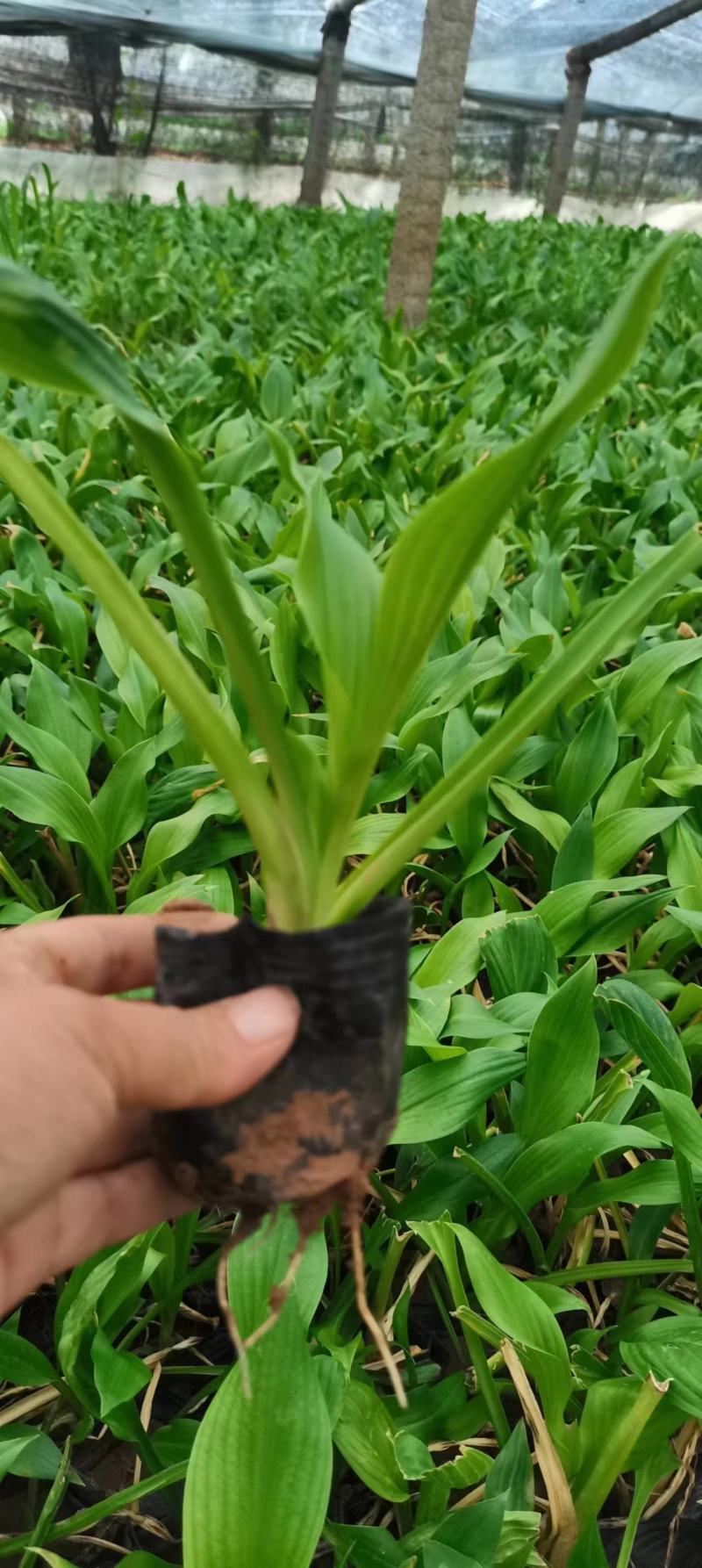 玉簪，苗圃培育，提供技术指导，易管理，全国发货欢迎咨询