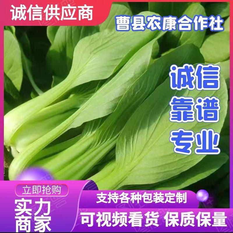 精选上海青小油菜小青菜产地供货常年有货全国发货可开发票