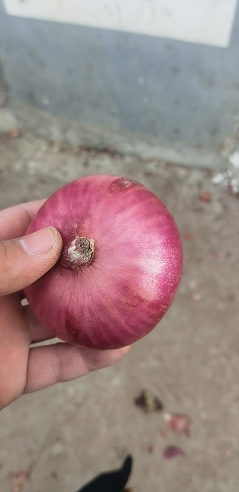 红皮洋葱
