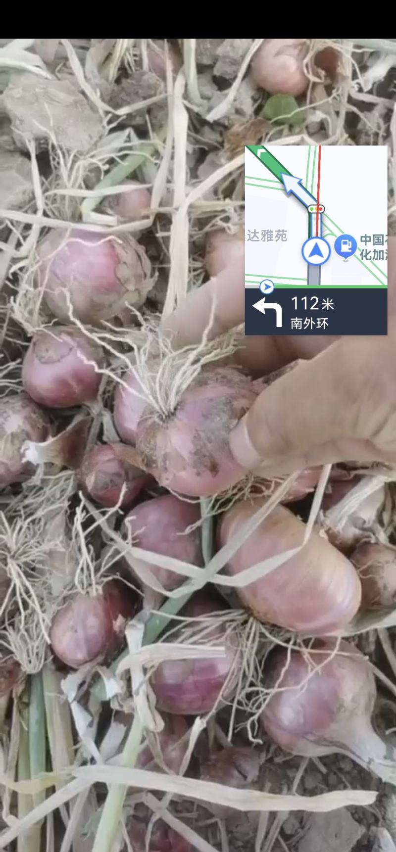 红皮洋葱