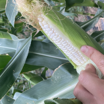 陕西白糯玉米大量上市，电商，市场都可以