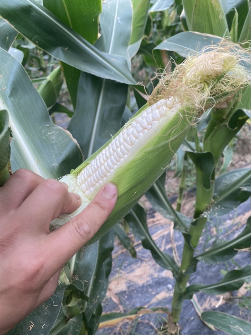 陕西白糯玉米大量上市，电商，市场都可以