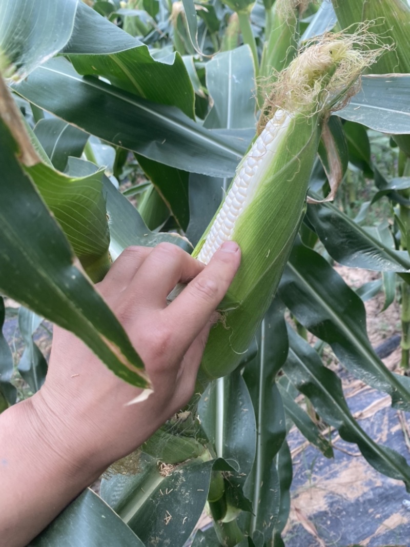 陕西白糯玉米大量上市，电商，市场都可以