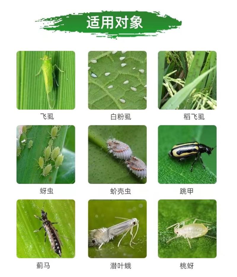 5%啶虫脒蚜虫杀虫剂蔬菜果树小麦蚜虫蓟马稻飞虱白粉虱跳甲