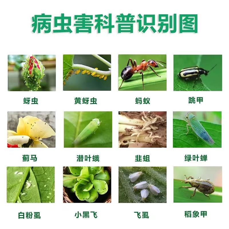 5%啶虫脒蚜虫杀虫剂蔬菜果树小麦蚜虫蓟马稻飞虱白粉虱跳甲