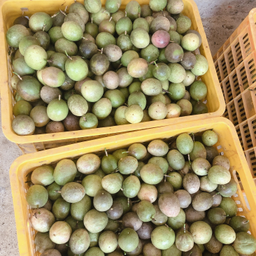 百香果