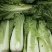 太原二青蔬菜种子大白菜直筒高筒白菜四季种植白菜青麻叶