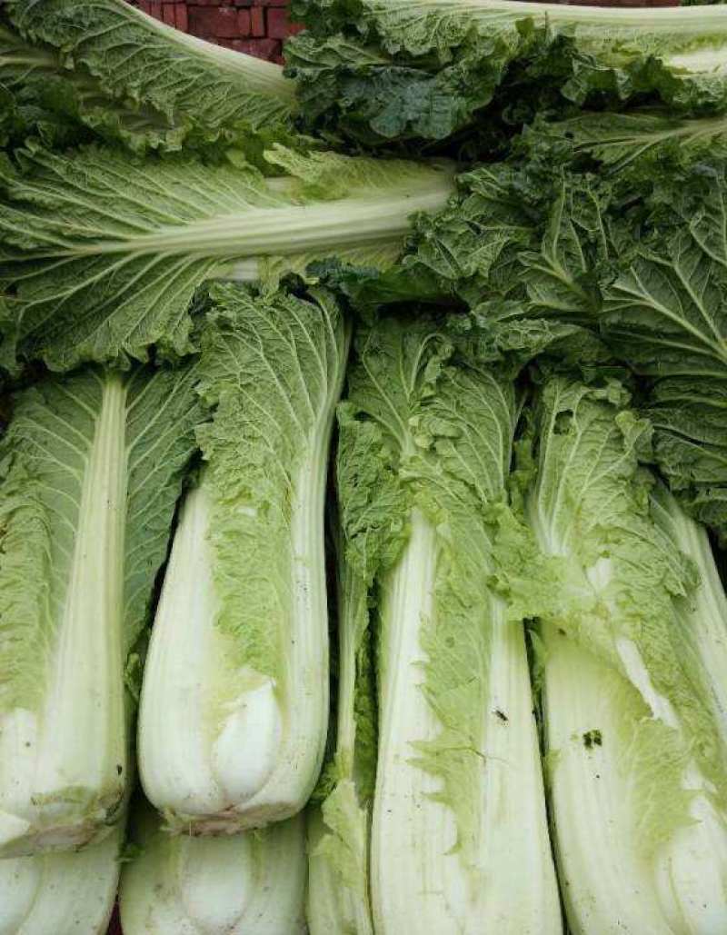 太原二青蔬菜种子大白菜直筒高筒白菜四季种植白菜青麻叶