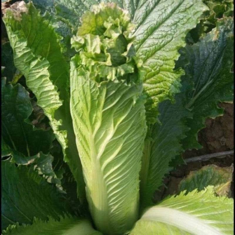 太原二青蔬菜种子大白菜直筒高筒白菜四季种植白菜青麻叶