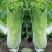 太原二青蔬菜种子大白菜直筒高筒白菜四季种植白菜青麻叶