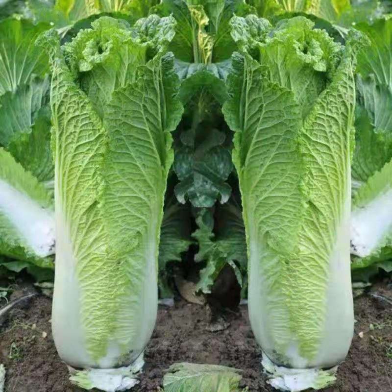 太原二青蔬菜种子大白菜直筒高筒白菜四季种植白菜青麻叶