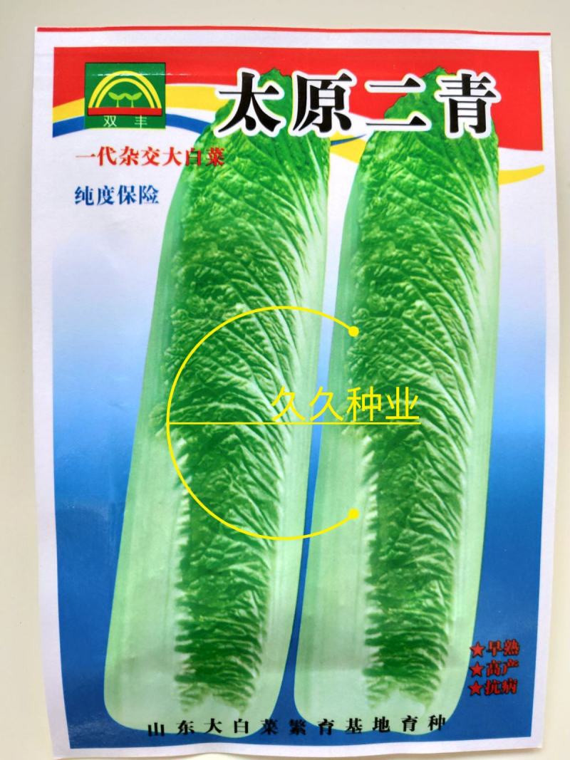 太原二青蔬菜种子大白菜直筒高筒白菜四季种植白菜青麻叶
