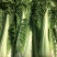 太原二青蔬菜种子大白菜直筒高筒白菜四季种植白菜青麻叶