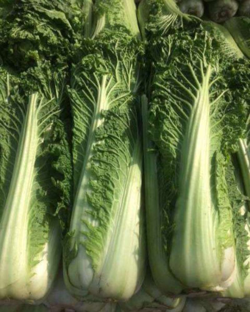太原二青蔬菜种子大白菜直筒高筒白菜四季种植白菜青麻叶