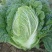 太原二青蔬菜种子大白菜直筒高筒白菜四季种植白菜青麻叶