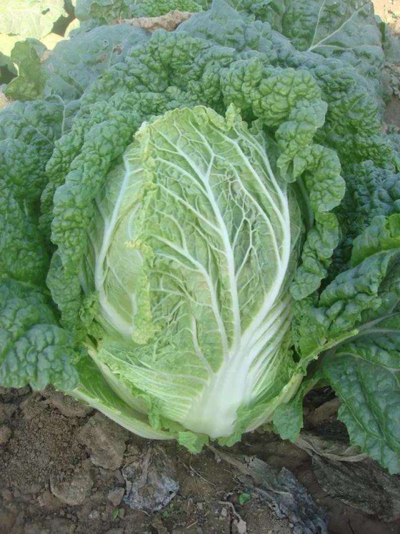 太原二青蔬菜种子大白菜直筒高筒白菜四季种植白菜青麻叶