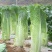 太原二青蔬菜种子大白菜直筒高筒白菜四季种植白菜青麻叶