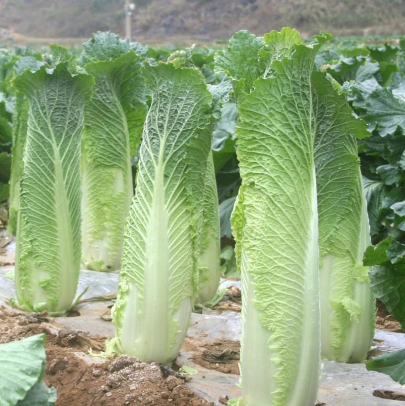 太原二青蔬菜种子大白菜直筒高筒白菜四季种植白菜青麻叶
