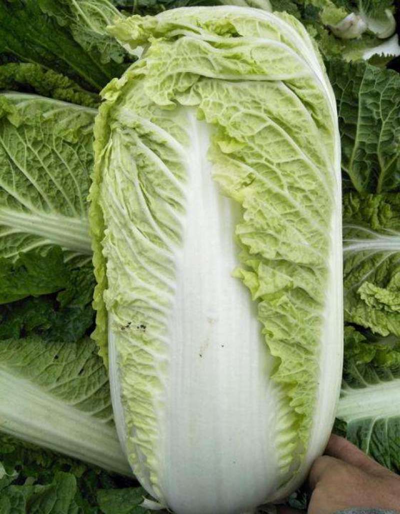 太原二青蔬菜种子大白菜直筒高筒白菜四季种植白菜青麻叶
