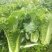 太原二青蔬菜种子大白菜直筒高筒白菜四季种植白菜青麻叶