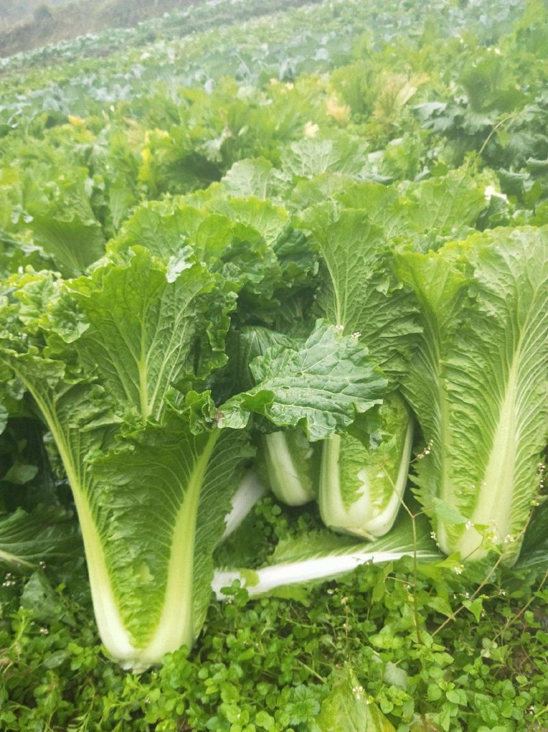 太原二青蔬菜种子大白菜直筒高筒白菜四季种植白菜青麻叶